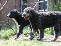 Puppys van Bliss040622-0136